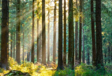 Investissement forestier privé