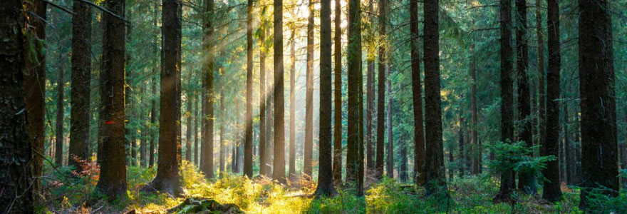 Investissement forestier privé